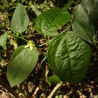 Passiflora suberosa L.